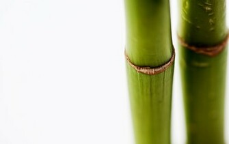 Wallpaper White Green Bamboo
