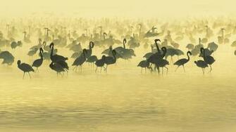 Crane Flamingos South Africa Swamp Animal Planet Wild HD Picture