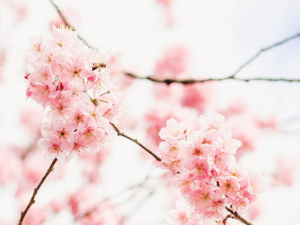 Aesthetic Pink Desktop Wallpaper