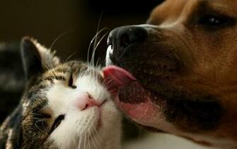Cats And Dogs Wallpaper Fun Animals Wiki Videos