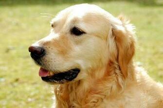 Golden Retriever Lab Wallpaper