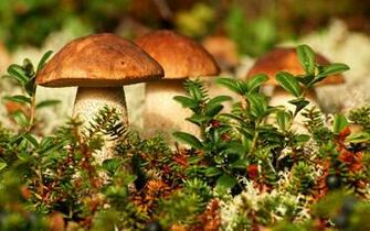 Mushrooms Wallpaper