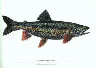 Fish Trout Wallpaper