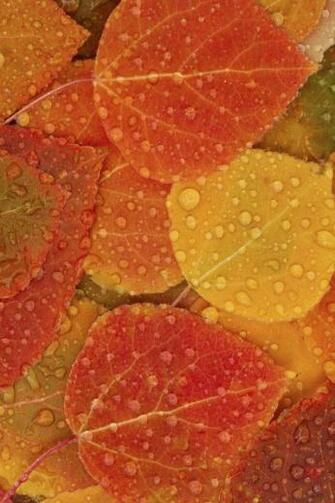 HD iPhone Plus Wallpaper Android
