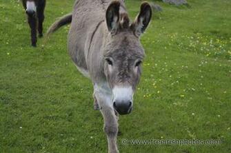 Donkey Wallpaper