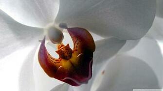Black Orchids Wallpaper White Orchid