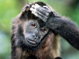Related Wallpaper Animals Monkeys Monkey