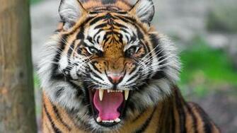 Tiger Face Teeth Anger Big Cat Wallpaper Background Full HD 1080p