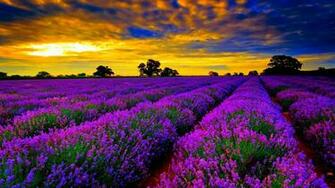 Provence Wallpaper