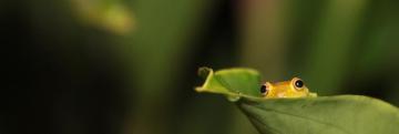 Frog Macro Blurred Leaves Photography Wallpaper HD Desktop