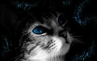 Beautiful Cat Cats Wallpaper