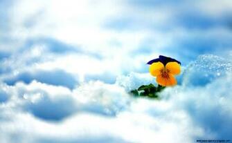 Think Spring Snow Wallpaper Gallery