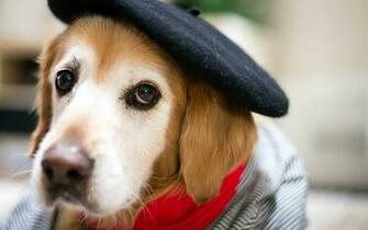 Beautiful Dog With Cap HD Wallpaper Famous
