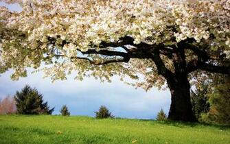 Nature Landscapes Trees Flowers Blossoms Spring Grass Wallpaper