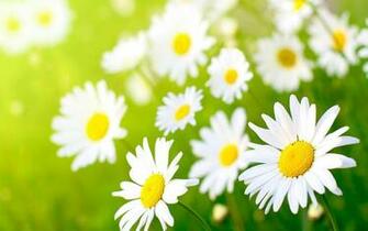 May Flowers