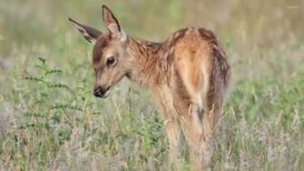 Fawn Wallpaper Animal
