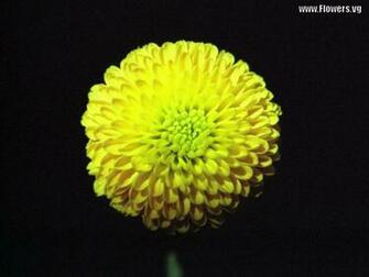 Yellow Flowers Pictures Mobile Wallpaper