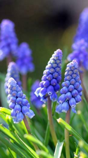 Spring Flower iPhone HD Wallpaper