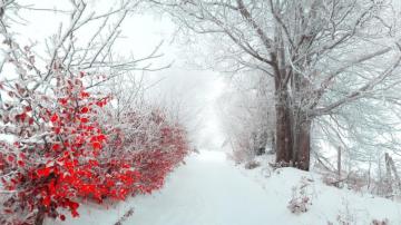 Winter Flowers Wallpaper HD Net