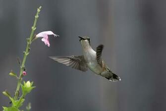 Hummingbird Computer Wallpaper Desktop Background Id