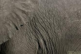 Elephant Skin By Willbl