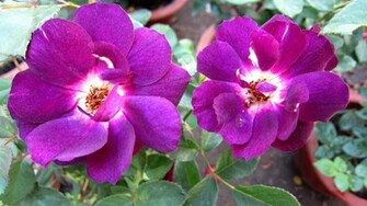 Bright Flowers Wallpaper
