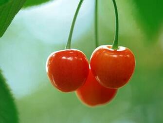 Cherries Wallpaper Fruit