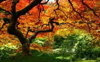Fall Trees Wallpaper