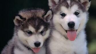 Wallpaper Background Alaskan Malamutes Dogs