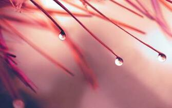 Water Drop HD Wallpaper Background Image