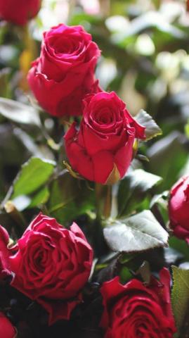 Rose Wallpaper Background For