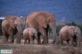 Wallpaper Ifaw International Fund For Animal Welfare