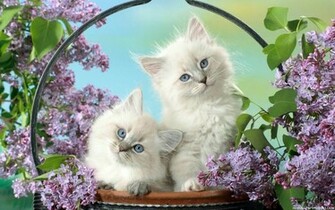 Cats Wallpaper Desktop HD