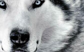 White Wolf Wallpaper Lovers Picture