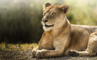 African Lioness HD Wallpaper
