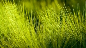 Green Grass Wallpaper