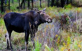 Wallpaper Elk Forest Desktop In The