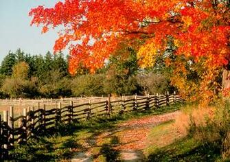 Autumn Country Road Fall