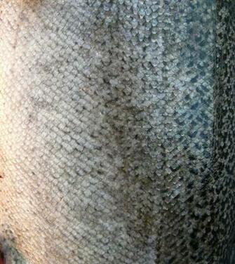 Fish Scales For Mermaid Stock By Enchantedgal