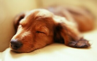 Miniature Dachshund Puppies Wallpaper Puppy No