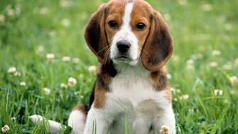 Beagle Playing Desktop Pc And Mac Wallpaper