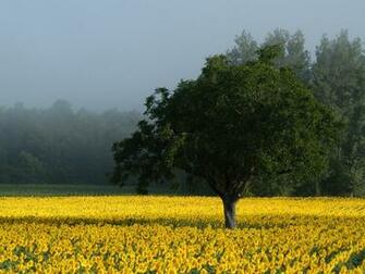 Sunflower Field Desktop Pc And Mac Wallpaper
