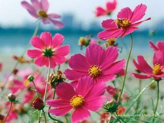 Flowers Flower Garden Field Cosmos Plant Bipinnatus