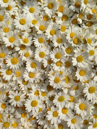 Excellent Daisy Flower Wallpaper Aesthetic You Can Save It At No