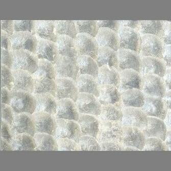 Circular Inlaid White Pearl Shell Wall Tiles Specialty Paper