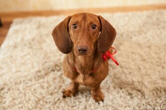 Dachshund Sad Home Carpet Wedding Wallpaper