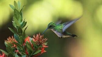 Green Colibri Wallpaper Photos Wallpaperlepi