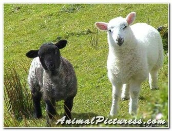 Sheep Pictures Wallpaper Of