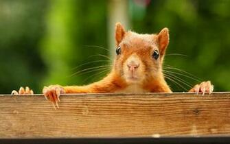 Squirrel Wallpaper HD Pictures One