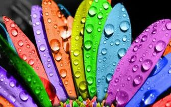 Colorful Flower Wallpaper Ing Gallery